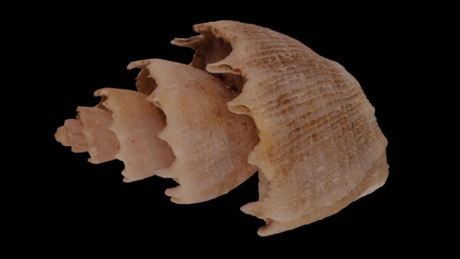 Trigonostoma thystlon